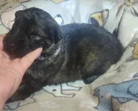 Lilac Collar Male, a male German Shepherd Dog for sale in Dallas, TX – Photo 2 of 10