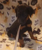 Grey Collar Male, a male Doberman Pinscher for sale in Dallas, TX – 5 of 9