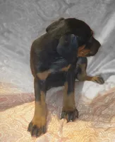 White Collar Female, a female Doberman Pinscher for sale in Dallas, TX – 5 of 9