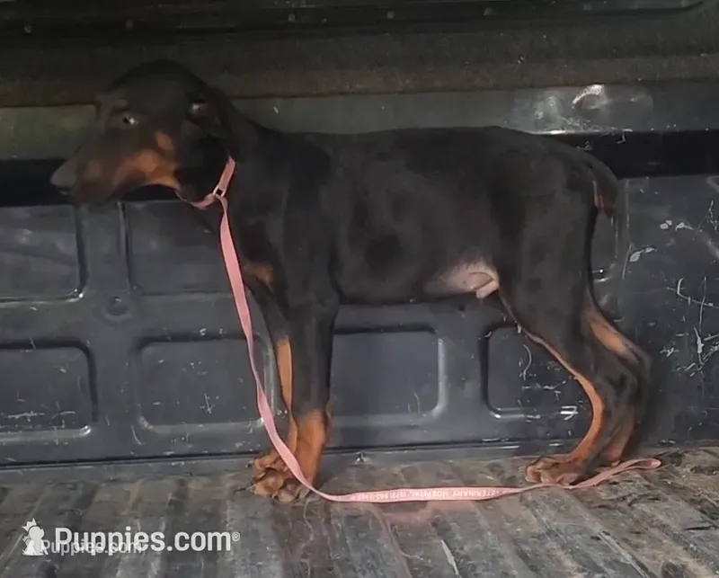 White Collar Male – Doberman Pinscher puppy for sale in Dallas, TX