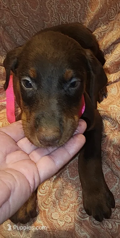 Pink Collar Female – Doberman Pinscher puppy for sale in Dallas, TX