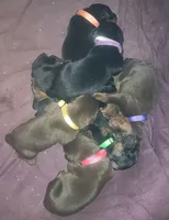 Green Collar Female, a female Doberman Pinscher for sale in Dallas, TX – 6 of 8