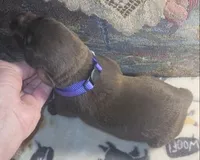 Purple Collar (Red) Female, a female Doberman Pinscher for sale in Dallas, TX – 4 of 9
