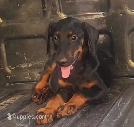 White Collar Male – Doberman Pinscher puppy for sale in Dallas, TX