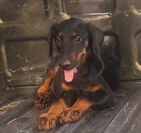White Collar Male, a male Doberman Pinscher for sale in Dallas, TX – 1 of 5