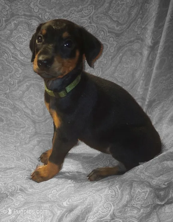 Black w Mahogany FEMALE – Doberman Pinscher puppy for sale in Dallas, TX