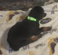 Lime Green Collar Female, a female Doberman Pinscher for sale in Dallas, TX – 3 of 10