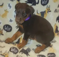 Yellow COLLAR MALE, a male Doberman Pinscher for sale in Dallas, TX – 2 of 8