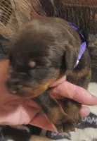 Purple Collar (Red) Female, a female Doberman Pinscher for sale in Dallas, TX – 2 of 9