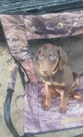 Red Male, a male Doberman Pinscher for sale in Dallas, TX – 2 of 5