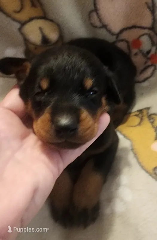 Blue Collar Male – Doberman Pinscher puppy for sale in Dallas, TX