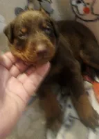 Purple Collar (Red) Male, a female Doberman Pinscher for sale in Dallas, TX – 3 of 9