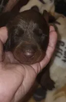 Purple Collar (Red) Female, a female Doberman Pinscher for sale in Dallas, TX – 6 of 9
