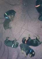 Lime Green Collar Female, a female Doberman Pinscher for sale in Dallas, TX – 9 of 10