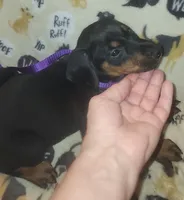 PLUM Collar (Black) Female , a female Doberman Pinscher for sale in Dallas, TX – 3 of 7