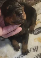Blue Collar Male, a male Doberman Pinscher for sale in Dallas, TX – 1 of 9