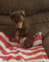  Red FEMALE , a female Doberman Pinscher for sale in Dallas, TX – 2 of 6