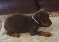 Purple Collar Red Female, a female Doberman Pinscher for sale in Dallas, TX – Photo 3 of 9