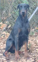 Purple Collar Red Female, a female Doberman Pinscher for sale in Dallas, TX – Photo 8 of 9