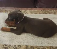 Purple Collar Red Female, a female Doberman Pinscher for sale in Dallas, TX – Photo 2 of 9