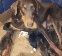 Purple Collar Red Female, a female Doberman Pinscher for sale in Dallas, TX – Photo 9 of 9