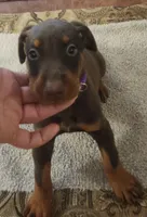 Purple Collar Red Female, a female Doberman Pinscher for sale in Dallas, TX – Photo 5 of 9