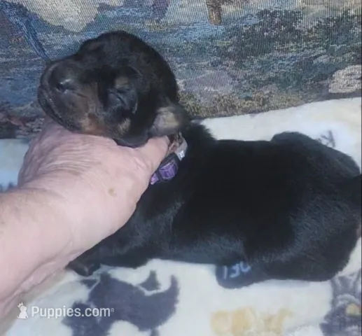 PLUM Collar (Black) Female  – Doberman Pinscher puppy for sale in Dallas, TX