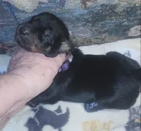 PLUM Collar (Black) Female , a female Doberman Pinscher for sale in Dallas, TX – 1 of 7