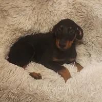 Black Female, a female Doberman Pinscher for sale in Dallas, TX – 3 of 9