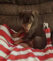  Red FEMALE , a female Doberman Pinscher for sale in Dallas, TX – 6 of 6