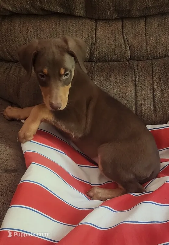  Red FEMALE  – Doberman Pinscher puppy for sale in Dallas, TX