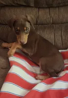 Red FEMALE , a female Doberman Pinscher for sale in Dallas, TX – 1 of 6
