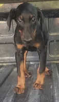 White Collar Male, a male Doberman Pinscher for sale in Dallas, TX – 2 of 5