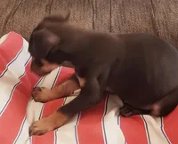 Mahogany Female , a female Doberman Pinscher for sale in Dallas, TX – 4 of 10