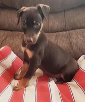 Mahogany Female , a female Doberman Pinscher for sale in Dallas, TX – 2 of 10