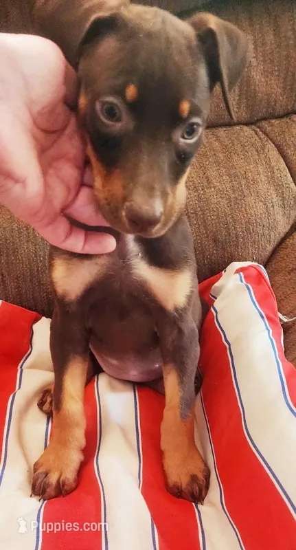 Mahogany Female  – Doberman Pinscher puppy for sale in Dallas, TX