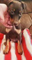Mahogany Female , a female Doberman Pinscher for sale in Dallas, TX – 1 of 10