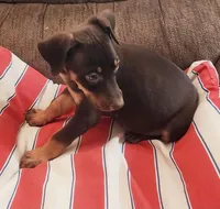 Mahogany Female , a female Doberman Pinscher for sale in Dallas, TX – 3 of 10