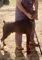 Mahogany Female , a female Doberman Pinscher for sale in Dallas, TX – 9 of 10