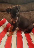 Mahogany Female , a female Doberman Pinscher for sale in Dallas, TX – 6 of 10