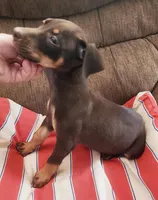 Mahogany Female , a female Doberman Pinscher for sale in Dallas, TX – 5 of 10