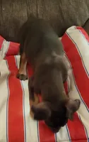 Mahogany Female , a female Doberman Pinscher for sale in Dallas, TX – 8 of 10