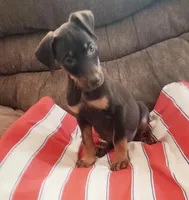 Mahogany Female , a female Doberman Pinscher for sale in Dallas, TX – 7 of 10