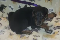 PLUM Collar (Black) Female , a female Doberman Pinscher for sale in Dallas, TX – 5 of 7