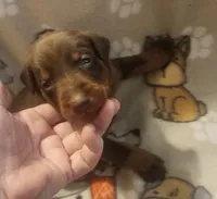 Purple Collar (Red) Male, a female Doberman Pinscher for sale in Dallas, TX – 6 of 9