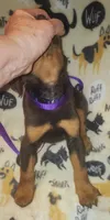 Yellow COLLAR MALE, a male Doberman Pinscher for sale in Dallas, TX – 4 of 8