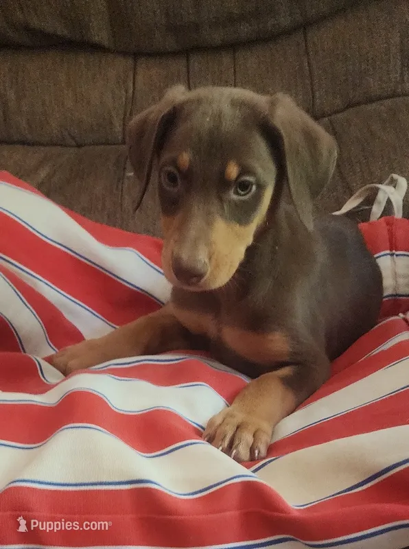  Red FEMALE  – Doberman Pinscher puppy for sale in Dallas, TX