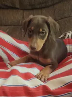  Red FEMALE , a female Doberman Pinscher for sale in Dallas, TX – 3 of 6
