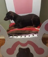 Yellow collar Choc Fe/Penny's, a female Doberman Pinscher for sale in Dallas, TX – Photo 9 of 10