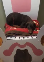 Yellow collar Choc Fe/Penny's, a female Doberman Pinscher for sale in Dallas, TX – Photo 4 of 10